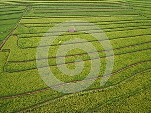 aerial panorama of terraced agrarian rice fields landscape in the city of Semarang