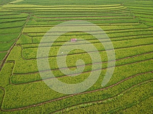 aerial panorama of terraced agrarian rice fields landscape in the city of Semarang