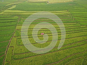 aerial panorama of terraced agrarian rice fields landscape in the city of Semarang