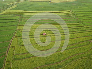 aerial panorama of terraced agrarian rice fields landscape in the city of Semarang