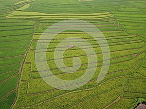 aerial panorama of terraced agrarian rice fields landscape in the city of Semarang