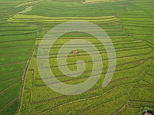 aerial panorama of terraced agrarian rice fields landscape in the city of Semarang