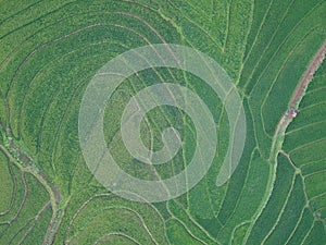 aerial panorama of terraced agrarian rice fields landscape in the city of Semarang