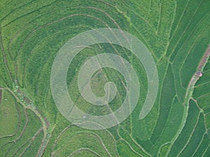 aerial panorama of terraced agrarian rice fields landscape in the city of Semarang