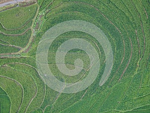 aerial panorama of terraced agrarian rice fields landscape in the city of Semarang