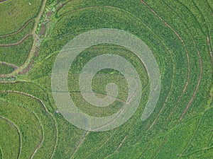 aerial panorama of terraced agrarian rice fields landscape in the city of Semarang