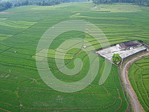 aerial panorama of terraced agrarian rice fields landscape in the city of Semarang