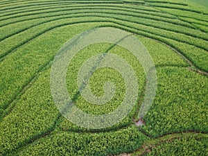 aerial panorama of terraced agrarian rice fields landscape in the city of Semarang