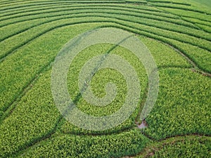 aerial panorama of terraced agrarian rice fields landscape in the city of Semarang