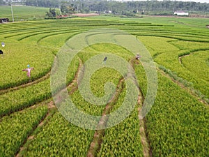 aerial panorama of terraced agrarian rice fields landscape in the city of Semarang