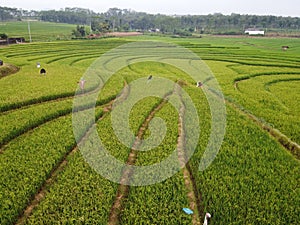 aerial panorama of terraced agrarian rice fields landscape in the city of Semarang