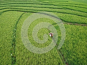 aerial panorama of terraced agrarian rice fields landscape in the city of Semarang