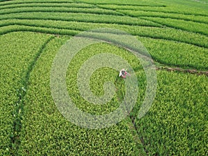 aerial panorama of terraced agrarian rice fields landscape in the city of Semarang