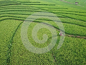 aerial panorama of terraced agrarian rice fields landscape in the city of Semarang