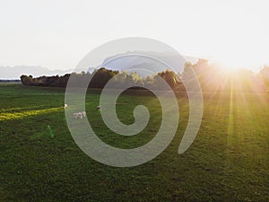 Aerial panorama of typical swiss rural landscape cow grass field alps mountains in background at Rhine river Switzerland