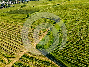 An aerial panorama of Vienna Nussdorf with vineyards rows