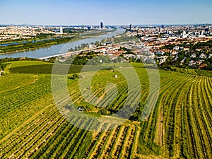 An aerial panorama of Vienna Nussdorf with vineyards rows with view on Danube