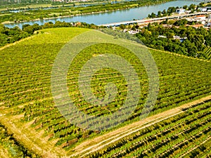 An aerial panorama of Vienna Nussdorf with vineyards rows with view on Danube