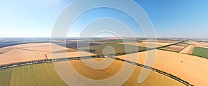 Aerial panorama of wheat meadow