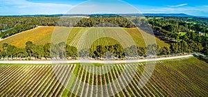 Landscape of straight rows of vines in a winery. photo