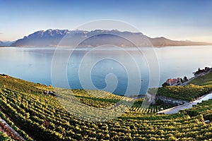 Aerial panoramic view of the city of Vevey at Lake Geneva with vineyards of famous Lavaux wine region on a beautiful sunny day.