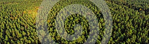 Aerial panoramic view of evergreen pine forest