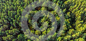 Aerial panoramic view of evergreen pine forest