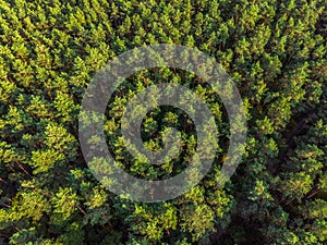 Aerial panoramic view of evergreen pine forest