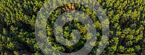 Aerial panoramic view of evergreen pine forest