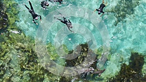 Aerial, people snorkelling or swimming with seals in clear turquoise water
