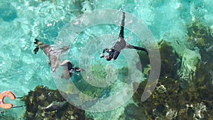 Aerial, people snorkelling or swimming with seals in clear turquoise water