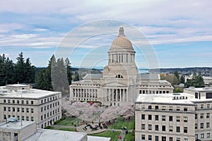 Aerial Perspective Over Spring Cherry Blossoms at the Washington State Capital building in Olympia