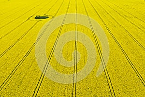 Aerial perspective view on yellow field of blooming rapeseed with soil spot in the middle and tractor tracks