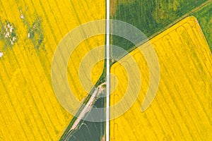 Aerial perspective view on yellow field of blooming rapeseed and tractor tracks.