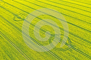 Aerial perspective view on yellow field of blooming rapeseed and tractor tracks