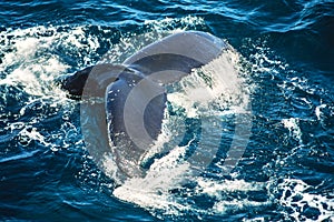 Aerial photo of Alaska humpback whales