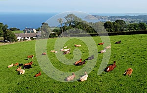 Aerial photo of Cattle Cows a Bull and Calves in field of grass at farm in UK