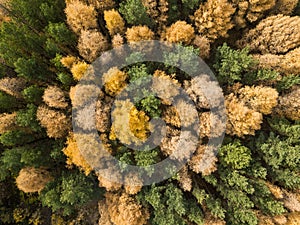 Aerial photo of colorful forest in autumn season. Yellow and green trees