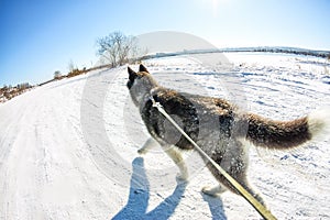 Aerial photo with drone Husky puppy walking on a leash