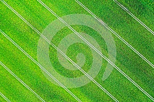 Aerial photo flying over green grain wheat field