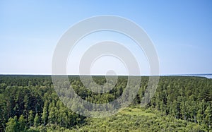 Aerial photo of forest bog in the Karakansky pine forest near the shore of the Ob reservoir