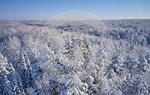 Aerial photo of forest under snow in winter season in Siberia