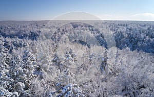 Aerial photo of forest under snow in winter season in Siberia