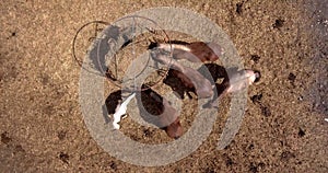 Aerial photo of horses eating hay in a dry field on sunny summer