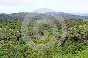 aerial photo of monteverde national park in costa rica, famous cloud forest with unique vegetation, tropical rainforest in the