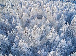 Aerial photo of nbirch forest in winter season. Drone shot of trees covered with hoarfrost and snow