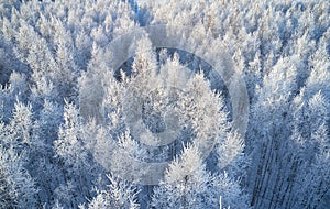 Aerial photo of nbirch forest in winter season. Drone shot of trees covered with hoarfrost and snow