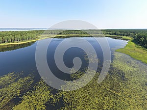 Aerial photo panorama of forest boggy lake in the Karakansky pine forest near the shore of the Ob reservoir