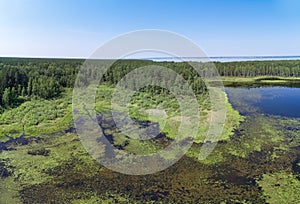 Aerial photo panorama of forest boggy lake in the Karakansky pine forest near the shore of the Ob reservoir
