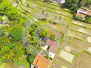 Aerial photo of plotted rice fields and coconut trees